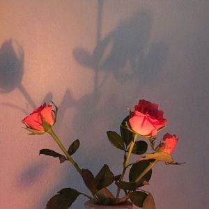 Meet your Posher, Rose