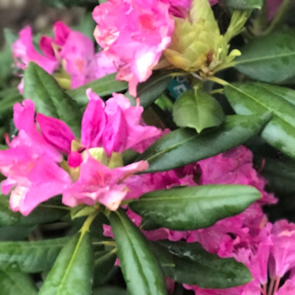 Meet your Posher, Norma - Picture 1 of 1