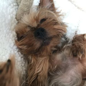 Meet your Posher, Sophia