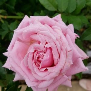 Meet your Posher, Kandice