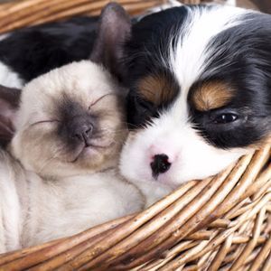 Meet your Posher, Loredana