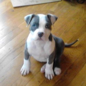 Meet your Posher, Sakima