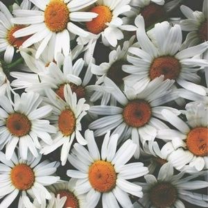 Meet your Posher, Jesse