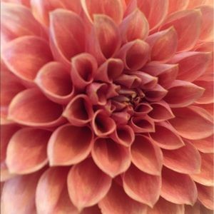 Meet your Posher, Marissa