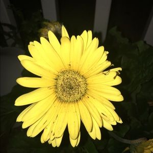 Meet your Posher, Jackeline