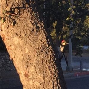 Meet your Posher, Honoria