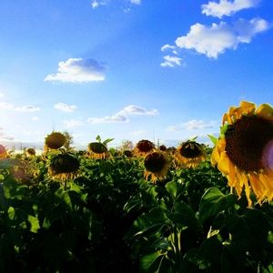 Meet your Posher, Cassandra