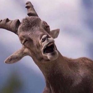 Meet your Posher, Johnny