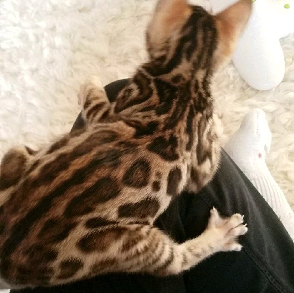 Meet your Posher, Gunnar