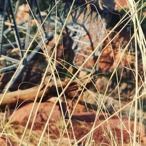 Meet your Posher, Sammy