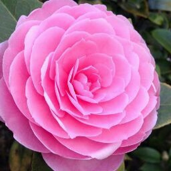 Meet your Posher, Joy - Picture 1 of 1