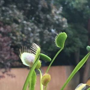 Meet your Posher, Alissa