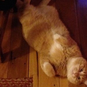 Meet your Posher, Debbie