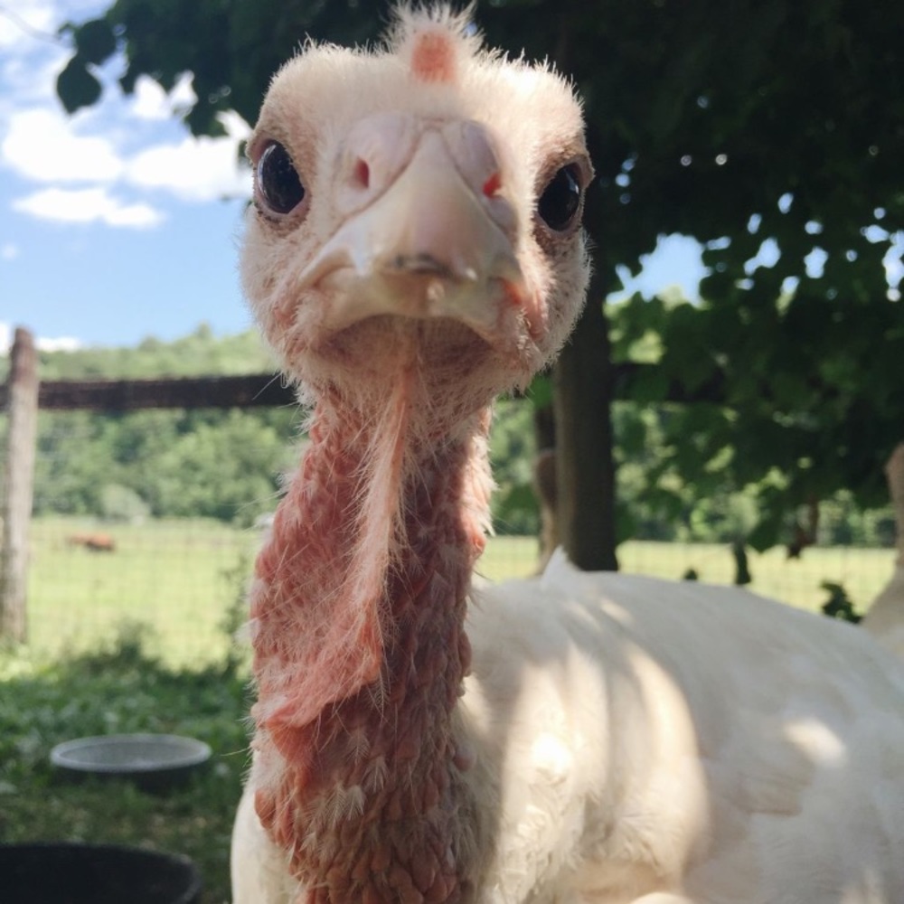 Meet your Posher, Trey