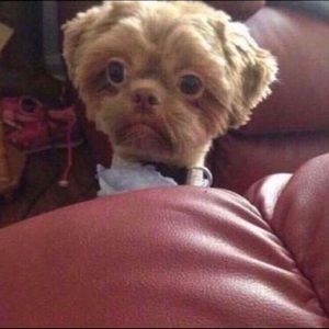 Meet your Posher, Gabriel