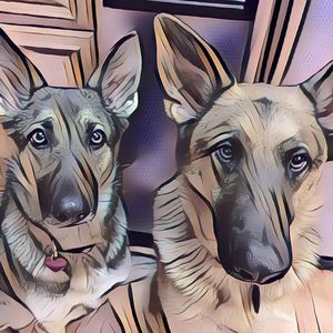 Meet your Posher, Travis