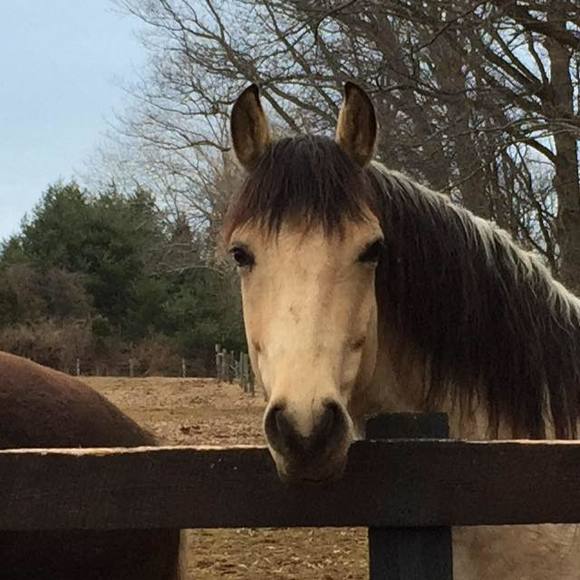 Meet your Posher, Lauralyn - Picture 1 of 1