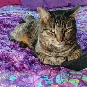 Pet Friendly House :)