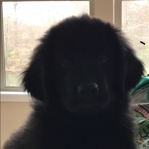 Meet your Posher, Tina - Picture 1 of 1