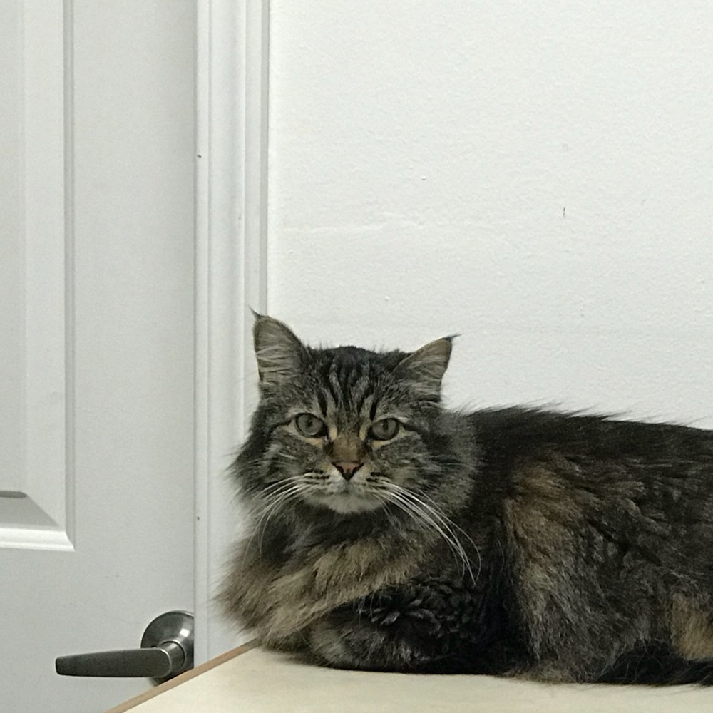 Meet your Posher, Corrine