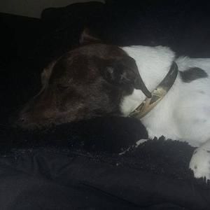 Meet your Posher, Holly