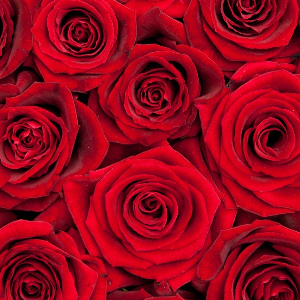 Meet your Posher, ROSEGOLD🌹