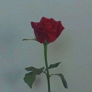 Meet your Posher, Chaz