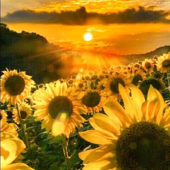 Meet your Posher, Kim - Picture 1 of 1