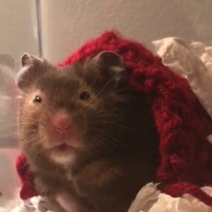 Meet your Posher, Abbie