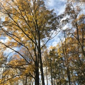 Meet your Posher, Azeema