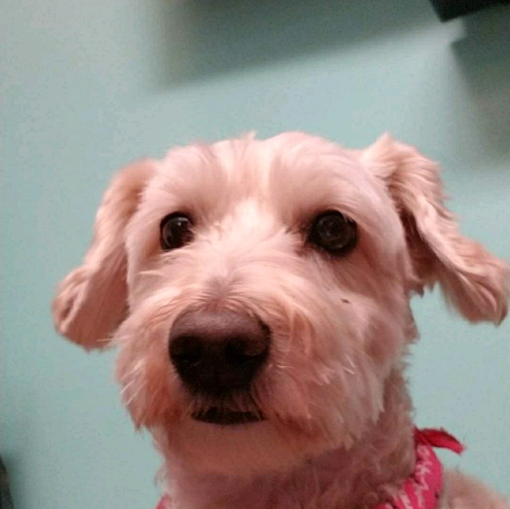 Meet your Posher, Koraima