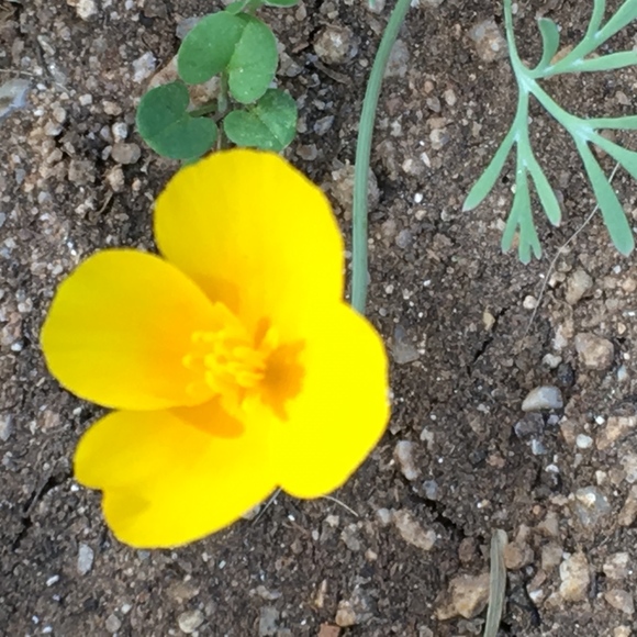 Meet your Posher, Violet150 - Picture 5 of 5