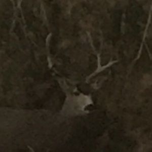 Meet your Posher, Tanner