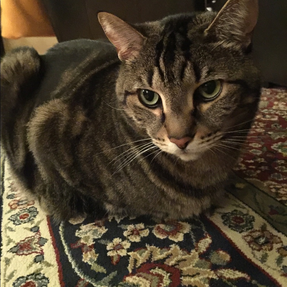 Meet your Posher, Hope