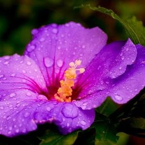 Meet your Posher, Isabella