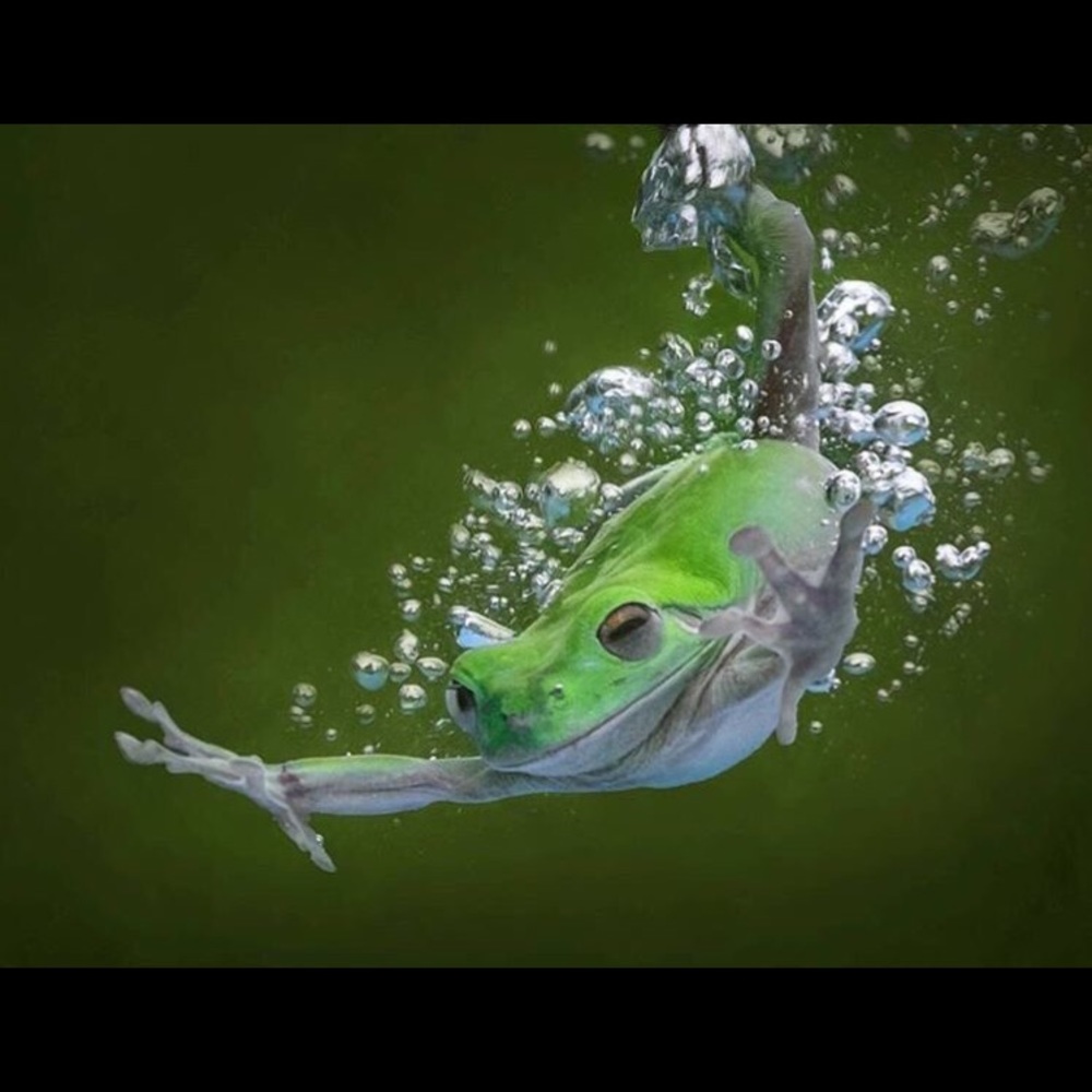 Meet your Posher, Siri