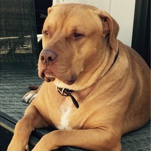 Meet your Posher, Thomas