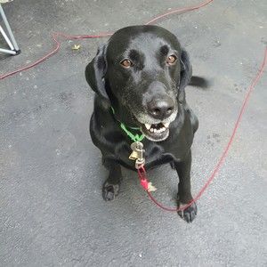 Meet your Posher, Sue