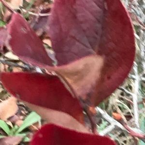 Meet your Posher, Karena