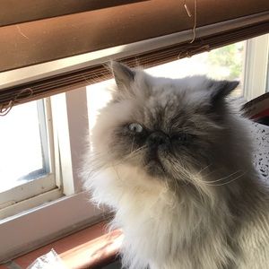 Meet your Posher, Rebecca