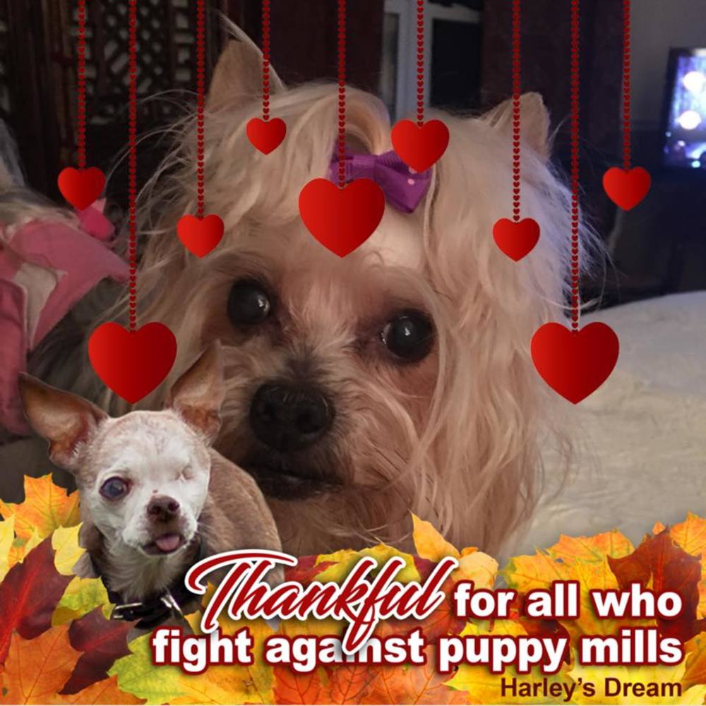 Meet your Posher, Carolyn