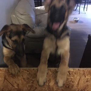 Meet your Posher, Derek