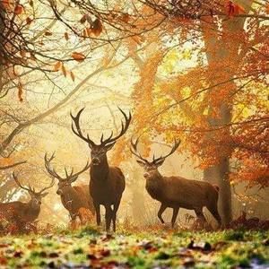 Meet your Posher, Diane