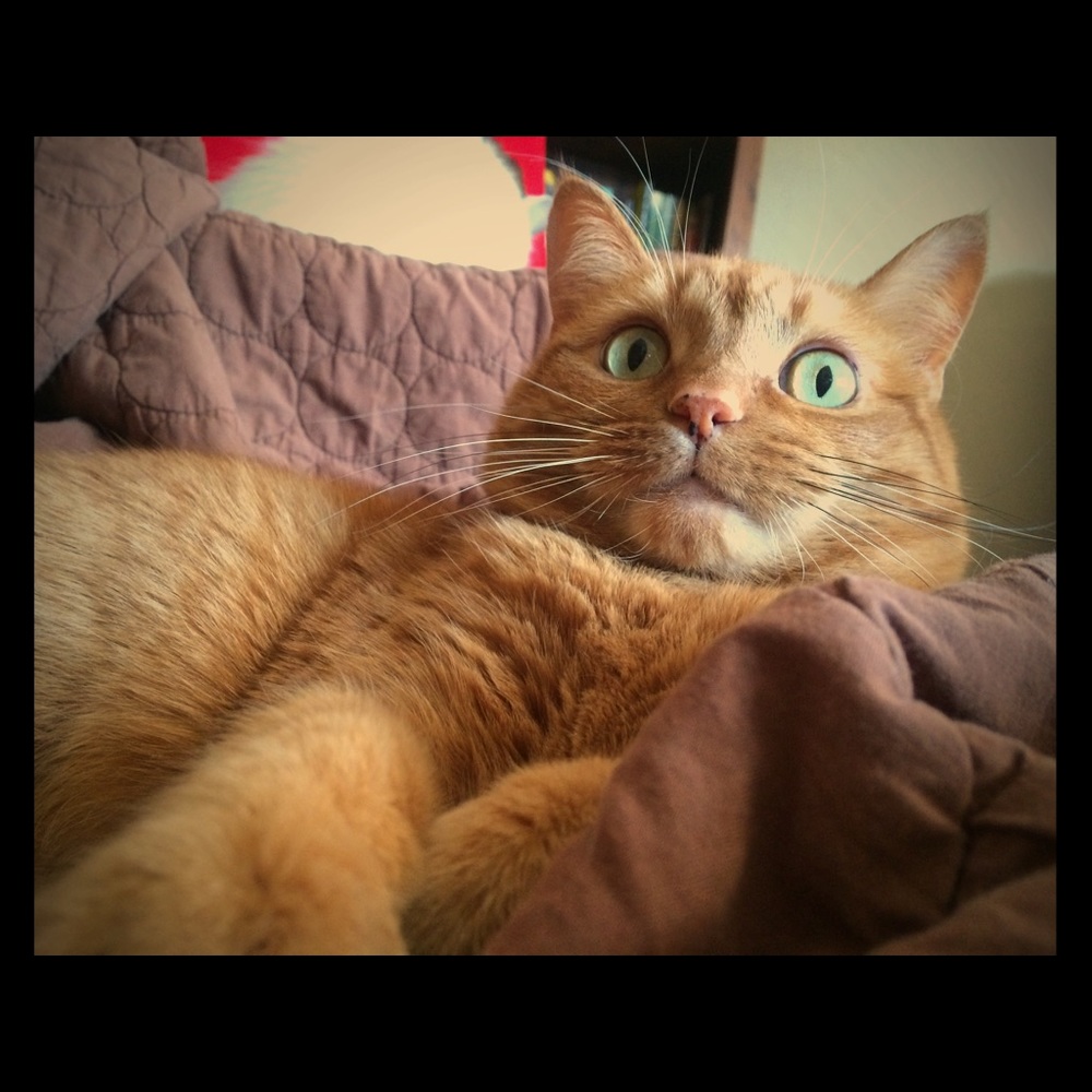 🐾
