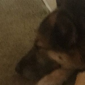 Meet your Posher, Bernadette