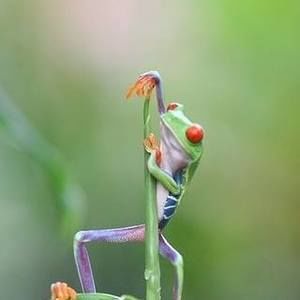 Meet your Posher, Anne