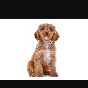 Meet your Posher, Payton