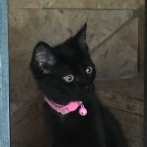 Meet your Posher, Caitlyn