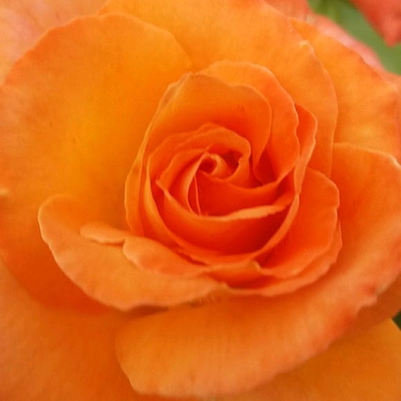 Meet your Posher, Jen - Picture 1 of 1