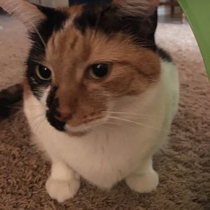 Meet your Posher, Chieko